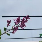 Orgován meyerov (Syringa meyeri) ´PALIBIN´ - výška 30-50 cm, kont. C2L